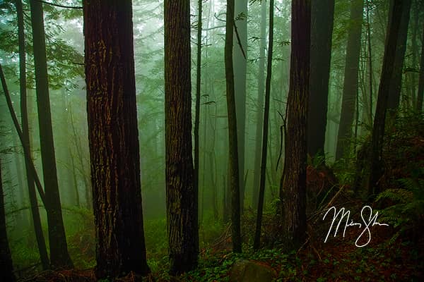 The Ancient Redwood Forest