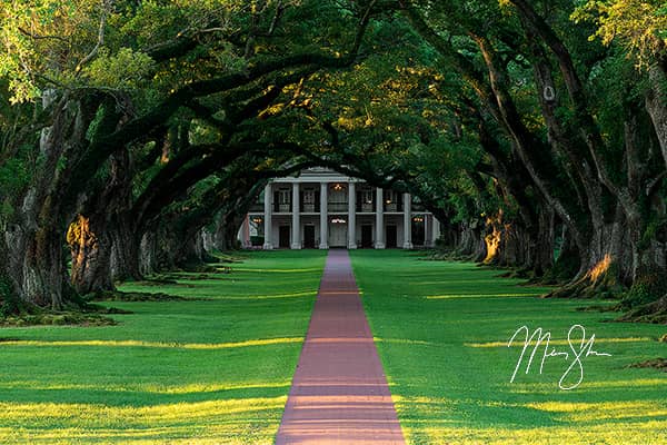 The Fox at Oak Alley Plantation