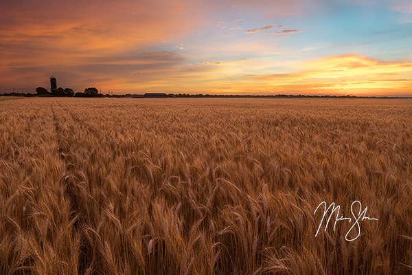 The Sunrise Before Harvest