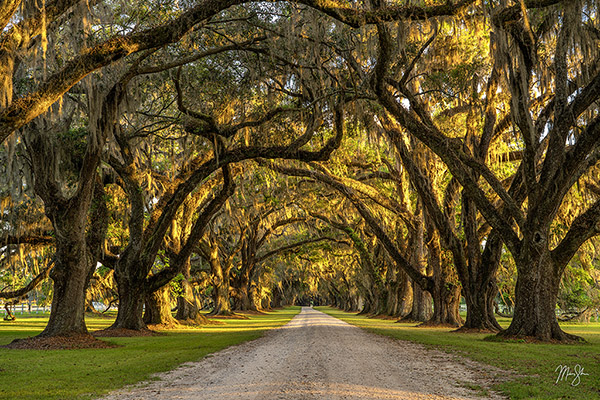 The Veiled Path