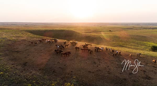 The Wild Horses of the Flint Hills