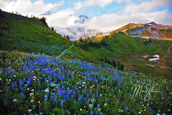 The Wildflowers of Mount Rainier