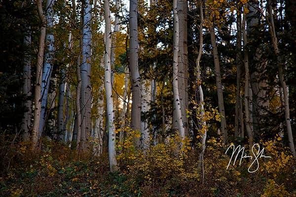 Through The Aspens