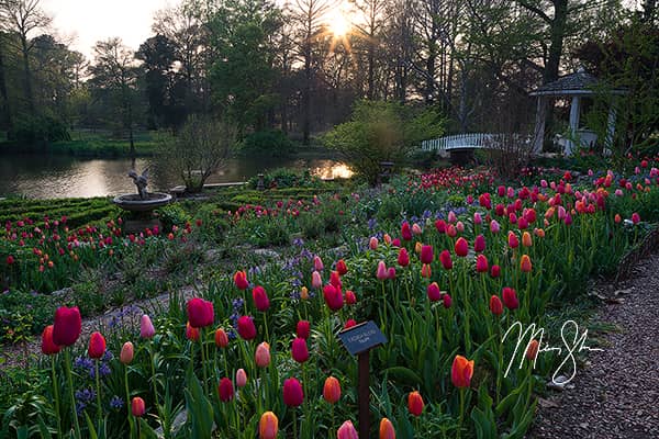 Tulip Time at Bartlett Arboretum