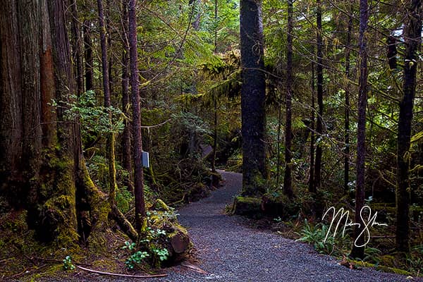 Ucluelet Ancient Cedars Trail