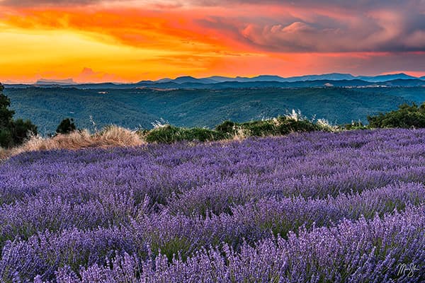 Valensole Lavender Sunset