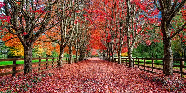 Washington Photography For Sale | Mount Rainier, the Palouse, Olympic National Park and more