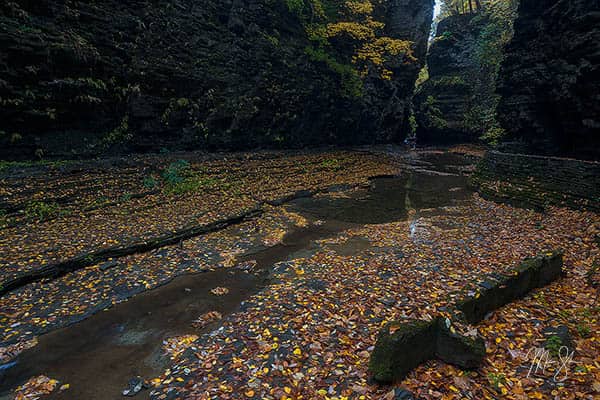 Watkins Glen Autumn Cathedral