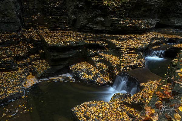 Watkins Glen Gold