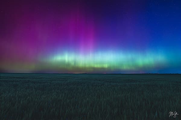 Wheat Aurora