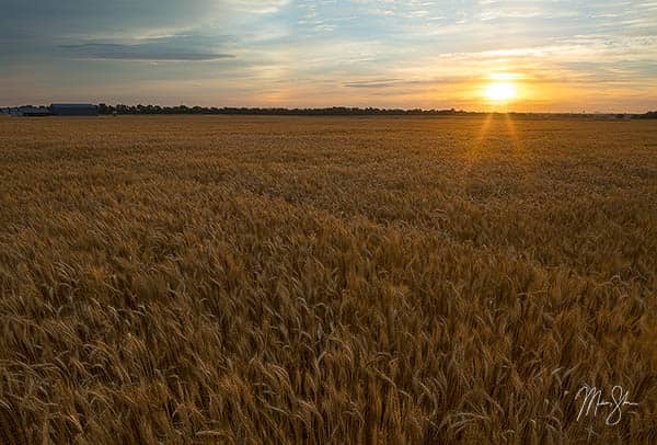Wheat Field Sunrise