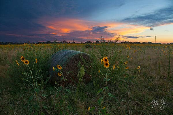 Wild Sunflower State Sunset