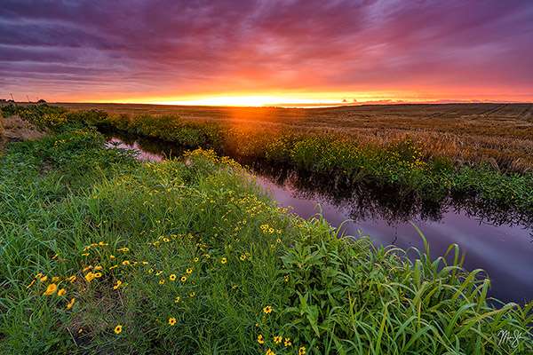 Wild Sunflower Sunset