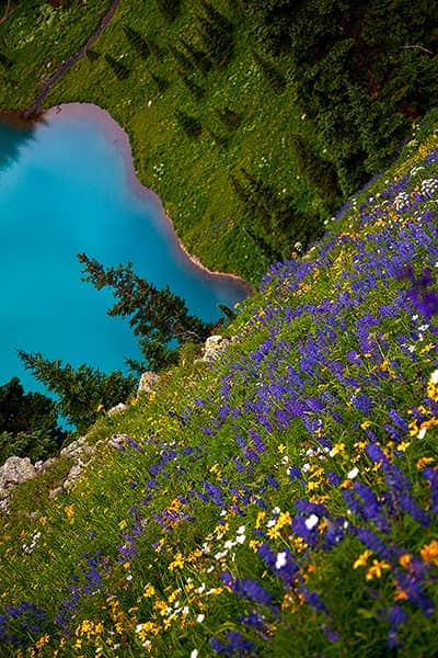 Wildflowers Over Blue Lake