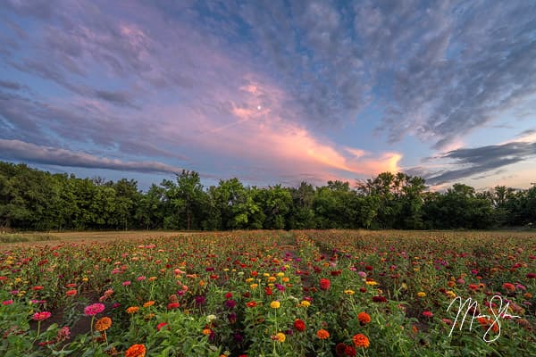 Zinnia Twilight