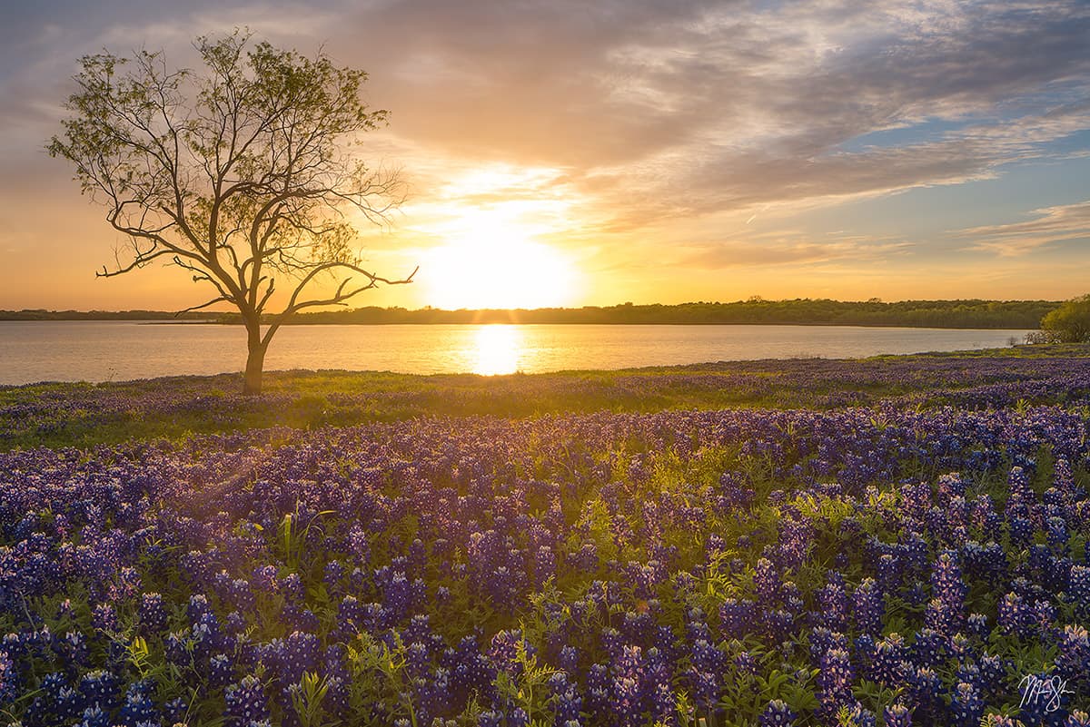 Featured: Bluebonnet Sunset | A meadow of bluebonnets and wildflowers near Ennis, Texas with a tree and lake in the background as a fine art print.