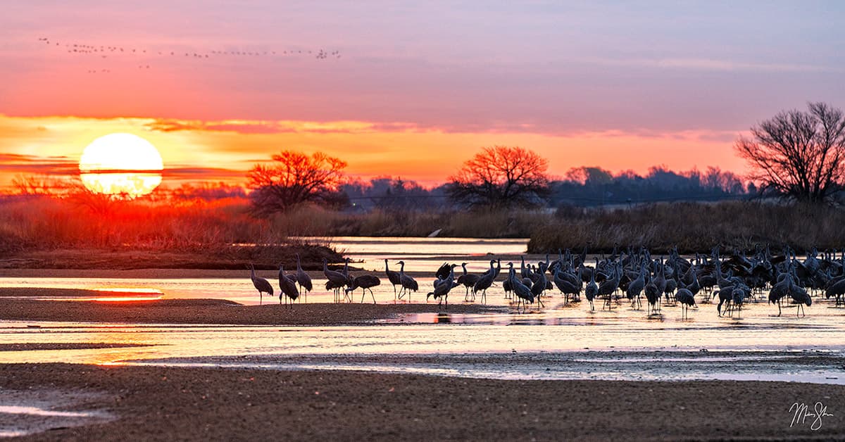 Nebraska Photography: Sandhill cranes on the Platte River at sunrise