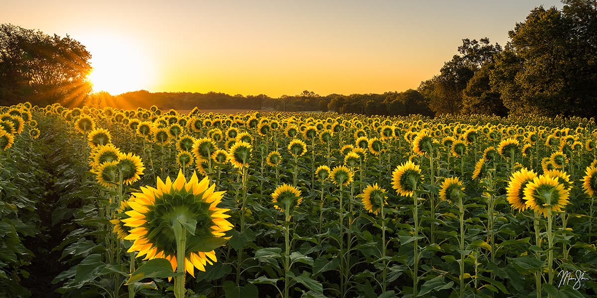 Northeast Kansas Photography: Grinter Farms sunflowers