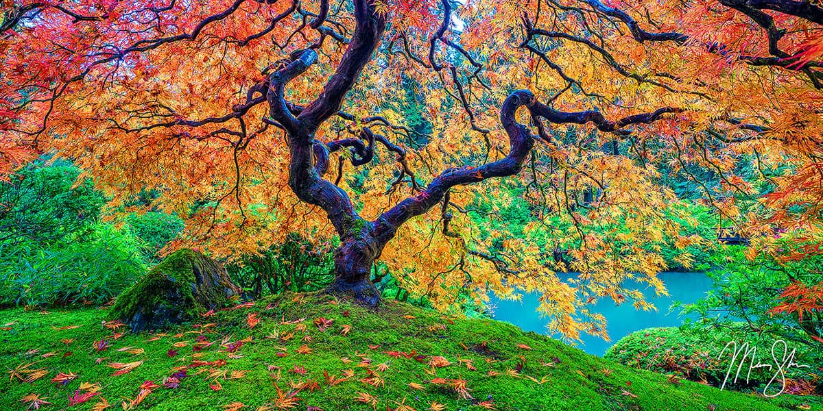 Oregon Photography: The Portland Japanese Garden