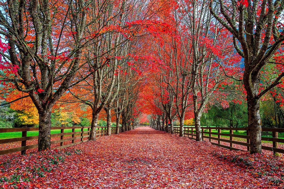 Red Art Photography: The Color of Power and Warmth