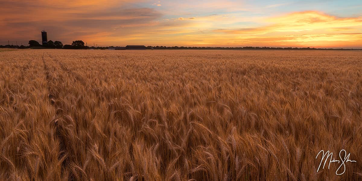 South Central Kansas Photography: A wheat field at sunrise
