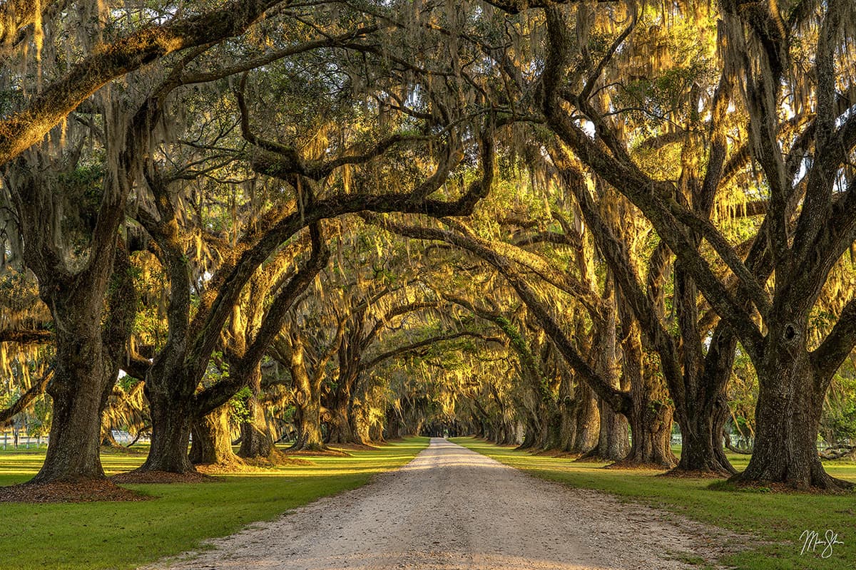 Featured: The Veiled Path | Fine art print of a moss-draped tree-tunnel at Tomotley Plantation in the southeast of the United States near the South Carolina and Georgia border.