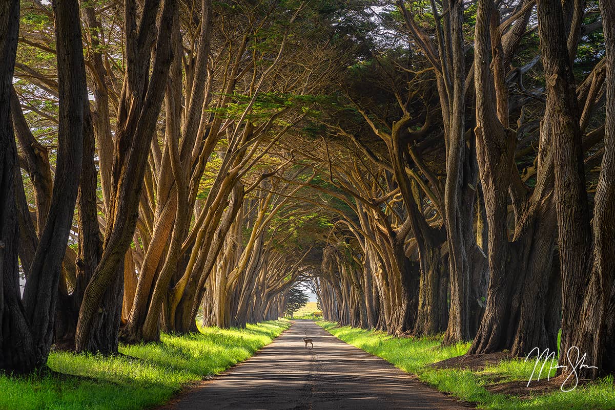 Spring photography: A fawn walks through the tree tunnel at Point Reyes, California.