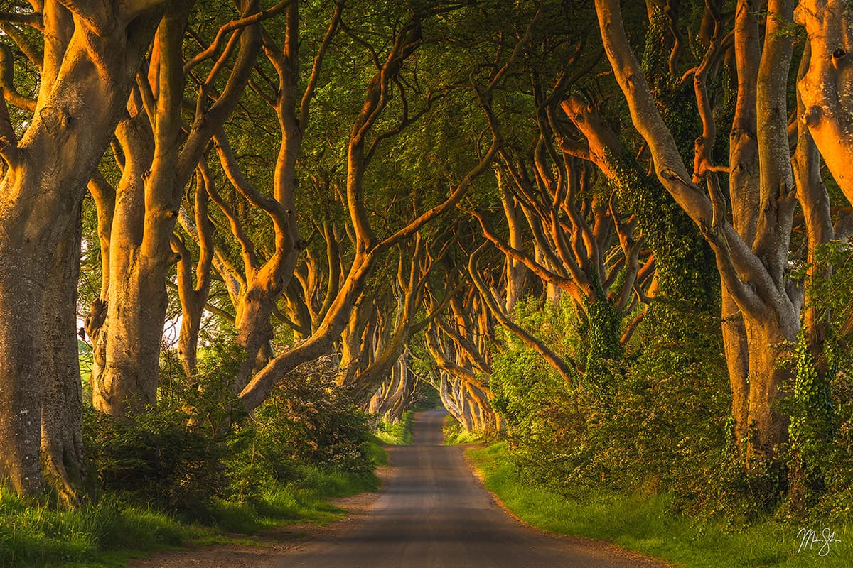 Featured: Morning at the Dark Hedges | Fine art print of Northern Ireland's Dark Hedges tree tunnel shortly after sunrise.