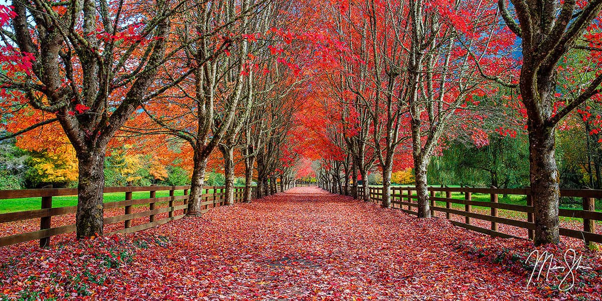 Washington Photography: Autumn leaves along farm road