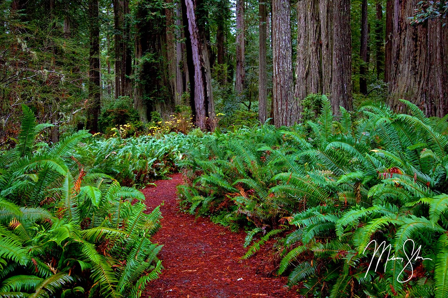Trail Of The Redwoods - Redwood National Park, California