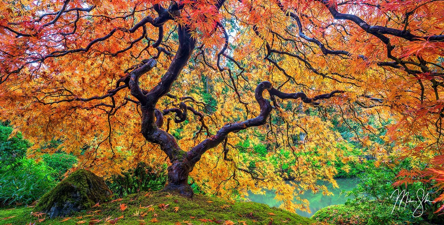 Tree of Fire - Portland, Oregon