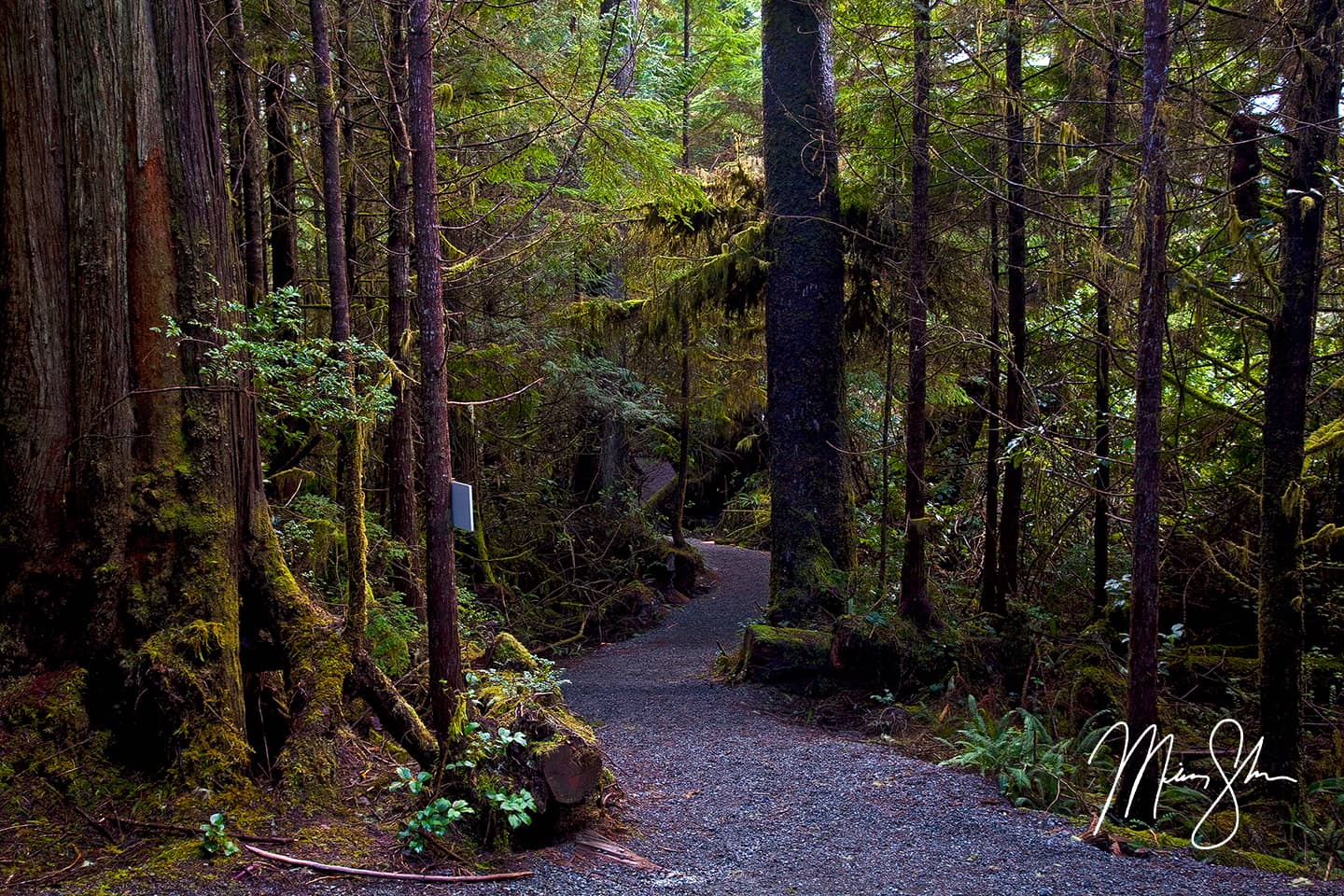 Ucluelet Ancient Cedars Trail - Ucluelet, Vancouver Island, British Columbia Canada