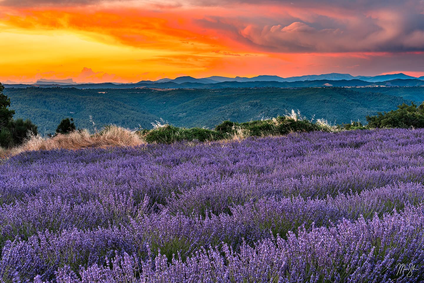 Valensole Lavender Sunset - Valensole Plateau, Provence, France