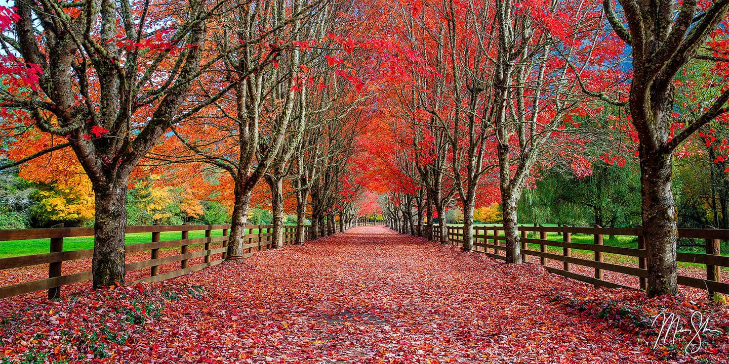 Washington Photography: Autumn leaves along farm road