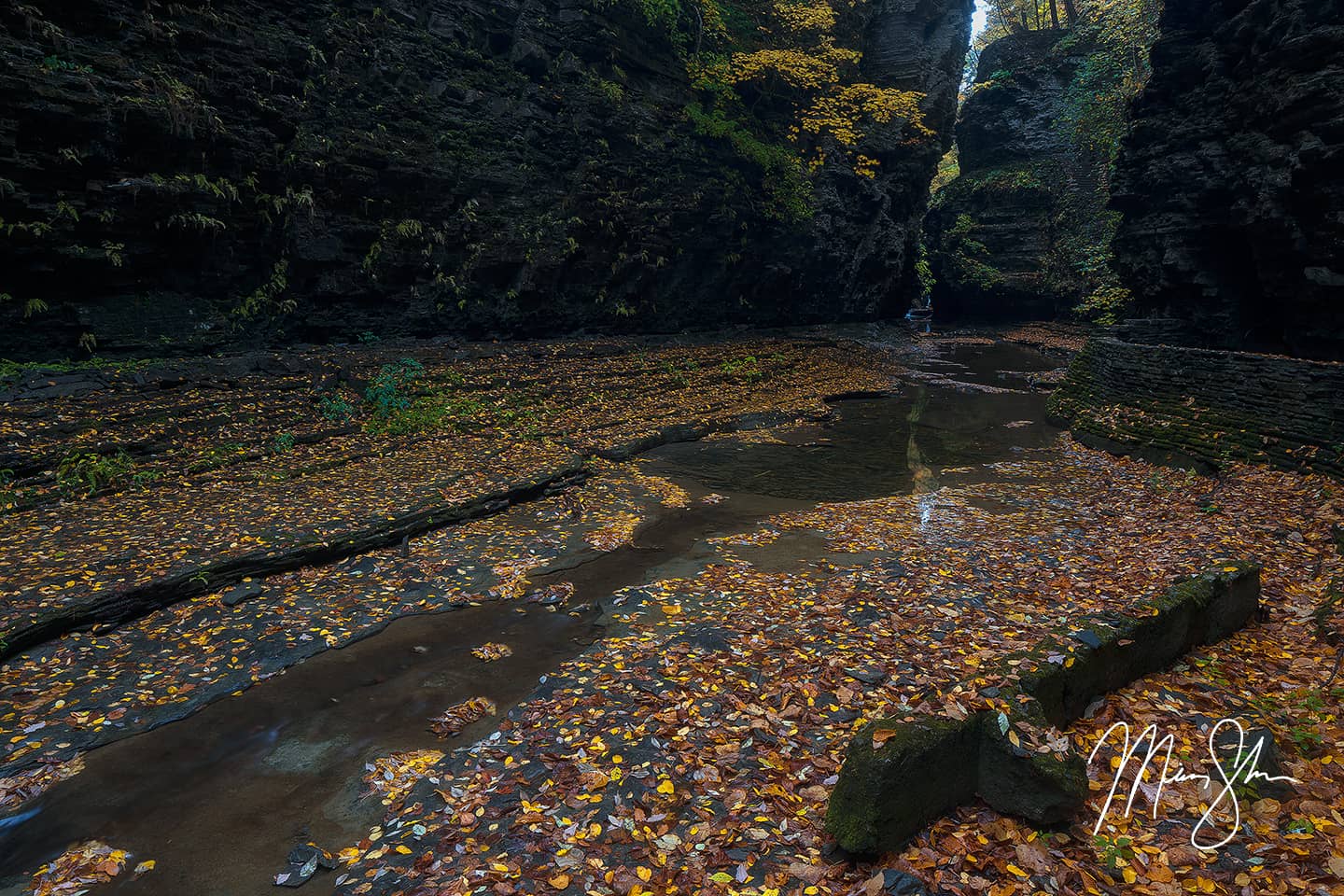 Watkins Glen Autumn Cathedral - Watkins Glen State Park, NY