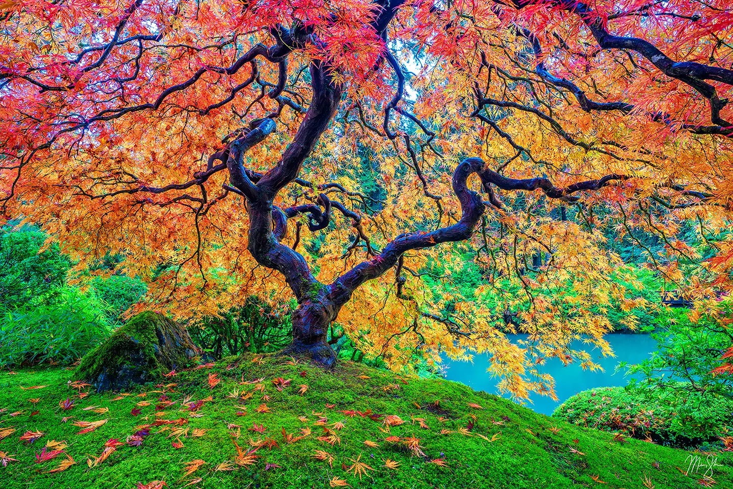 Portland's beautiful and famous Japanese Maple tree at the height of fall colors