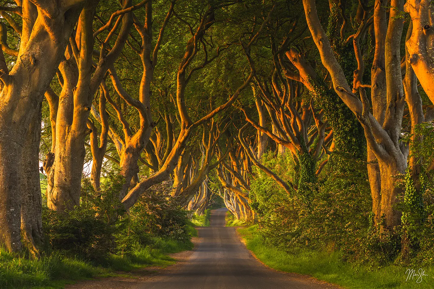 Tree Tunnels | Photographs of the most beautiful tree tunnels in the world!