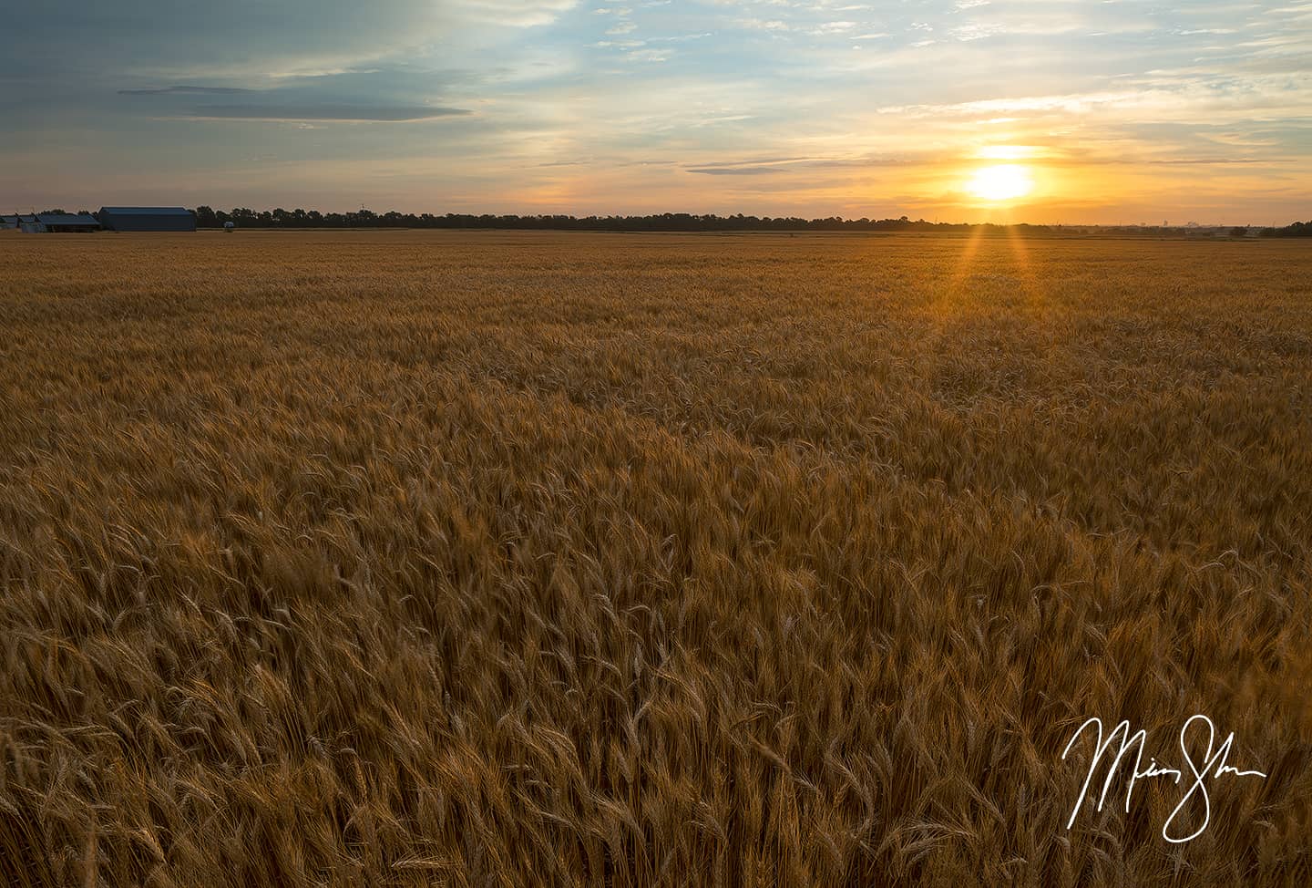 Wheat Field Sunrise - Wichita, KS