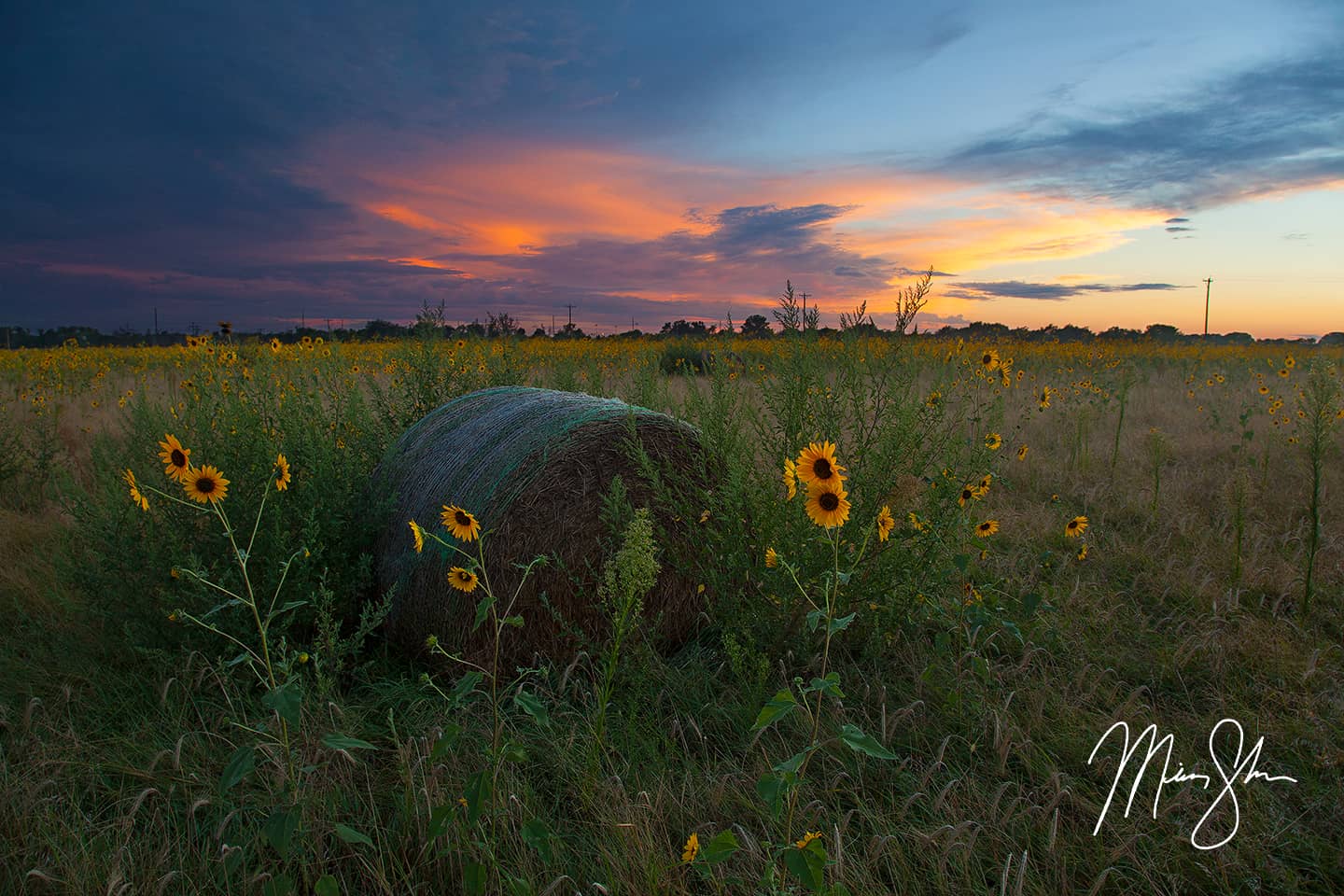 Wild Sunflower State Sunset - Park City, Kansas