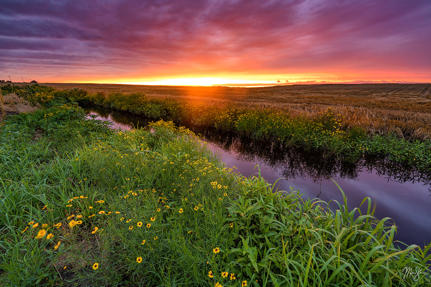 Wild Sunflower Sunset - Goddard, Kansas