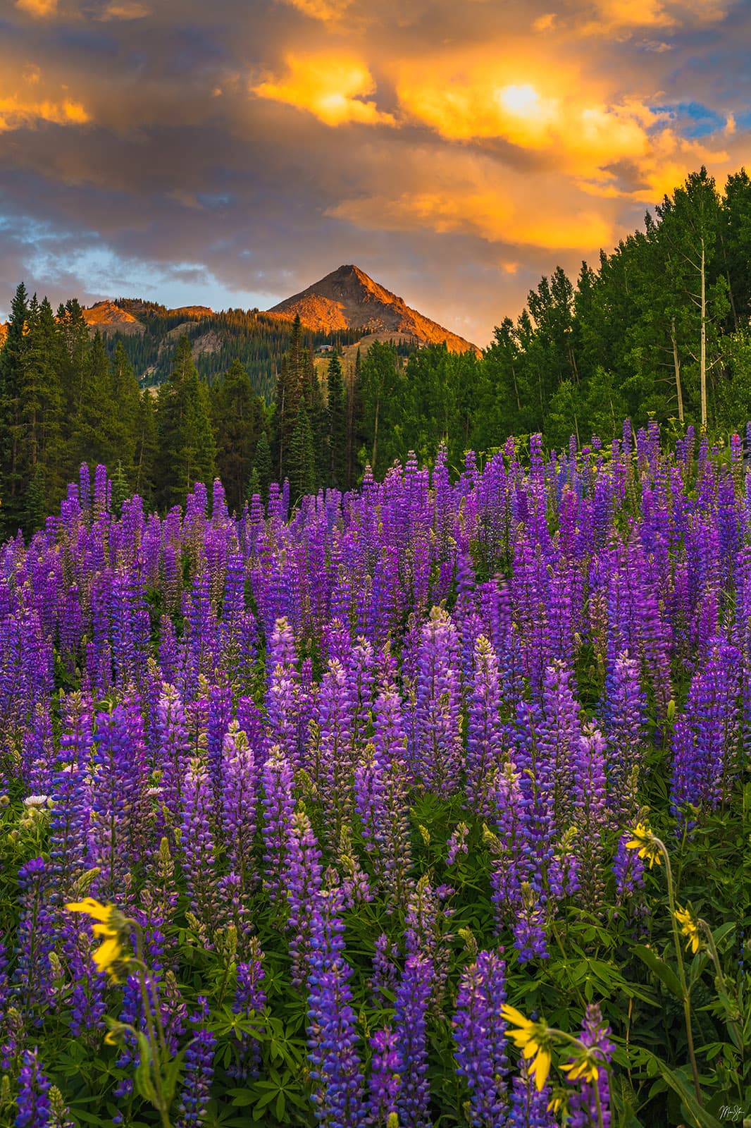 Wildflower Sunset over Mt Crested Butte