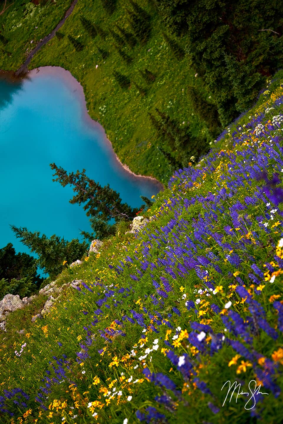 Wildflowers Over Blue Lake - Ridgway, San Juans, Colorado