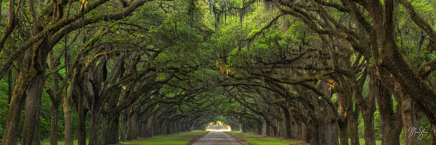 Wormsloe Row - Wormsloe Plantation, Savannah, Georgia