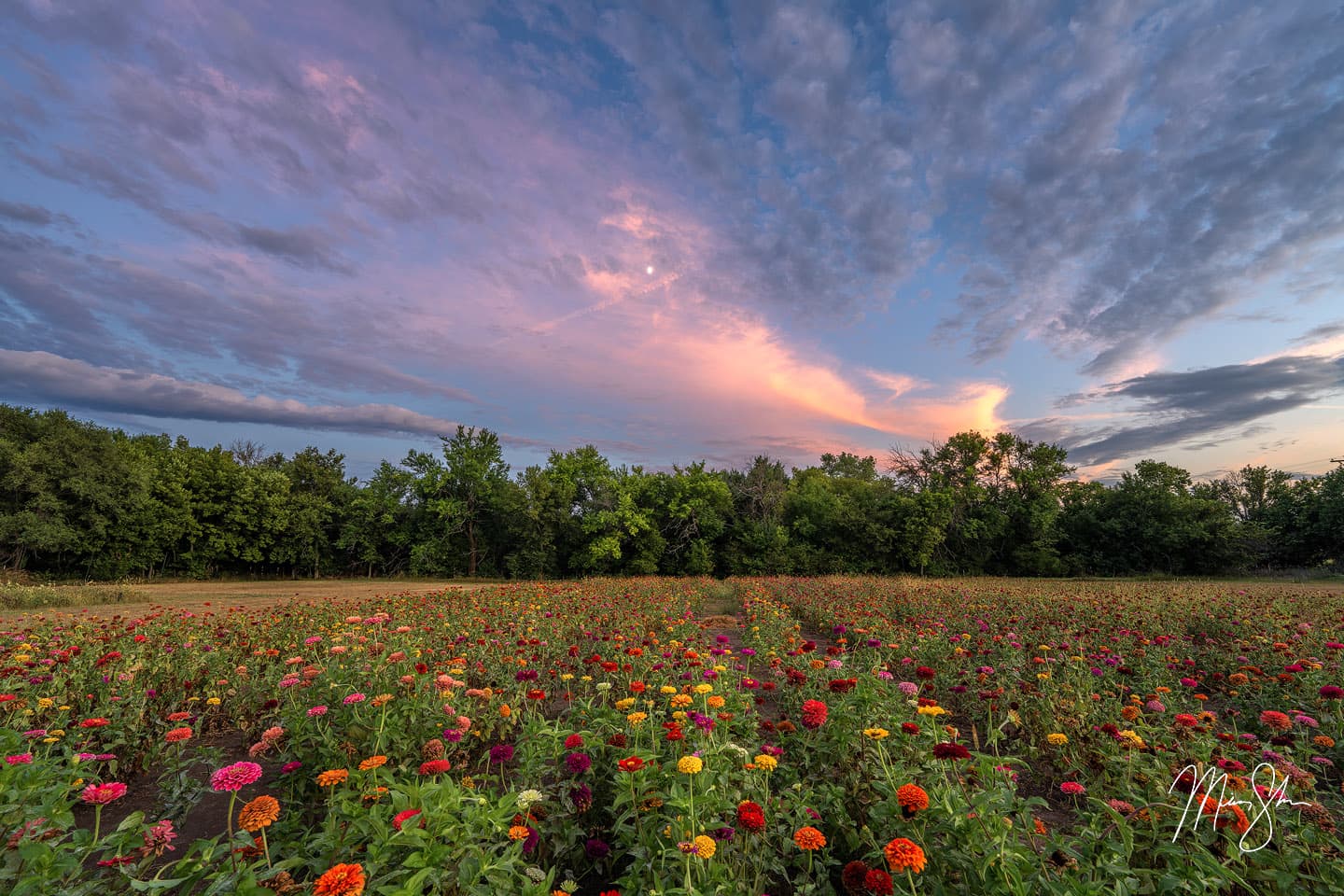 Zinnia Twilight - Rose Hill, Kansas