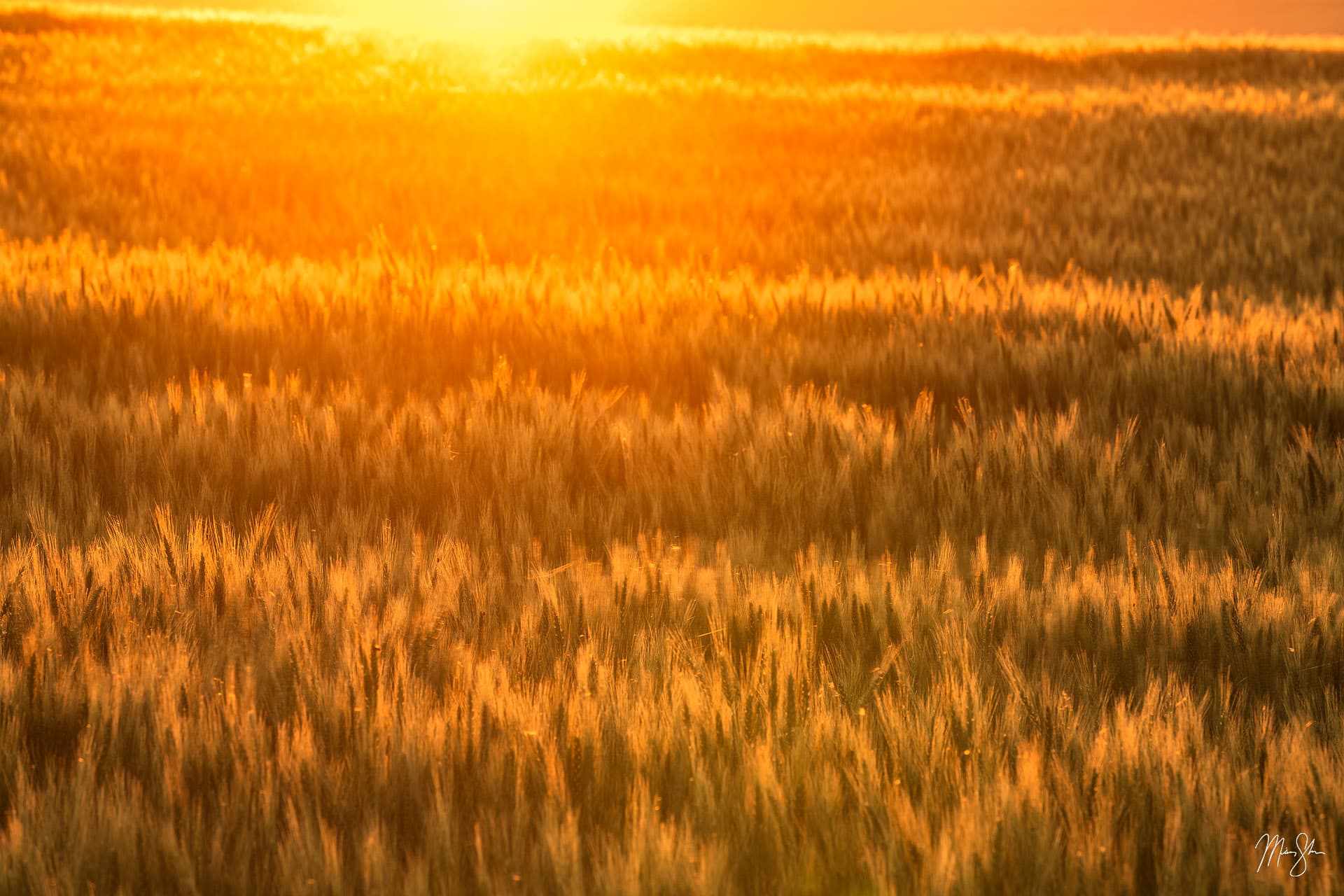 Amber Waves of Grain  Gerster航空写真集 Amber Waves of Grain by Mike Walker