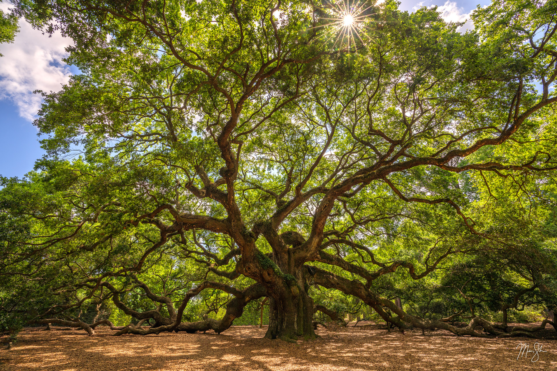 Ancient Angel Oak Tree Charleston, South Carolina Mickey Shannon