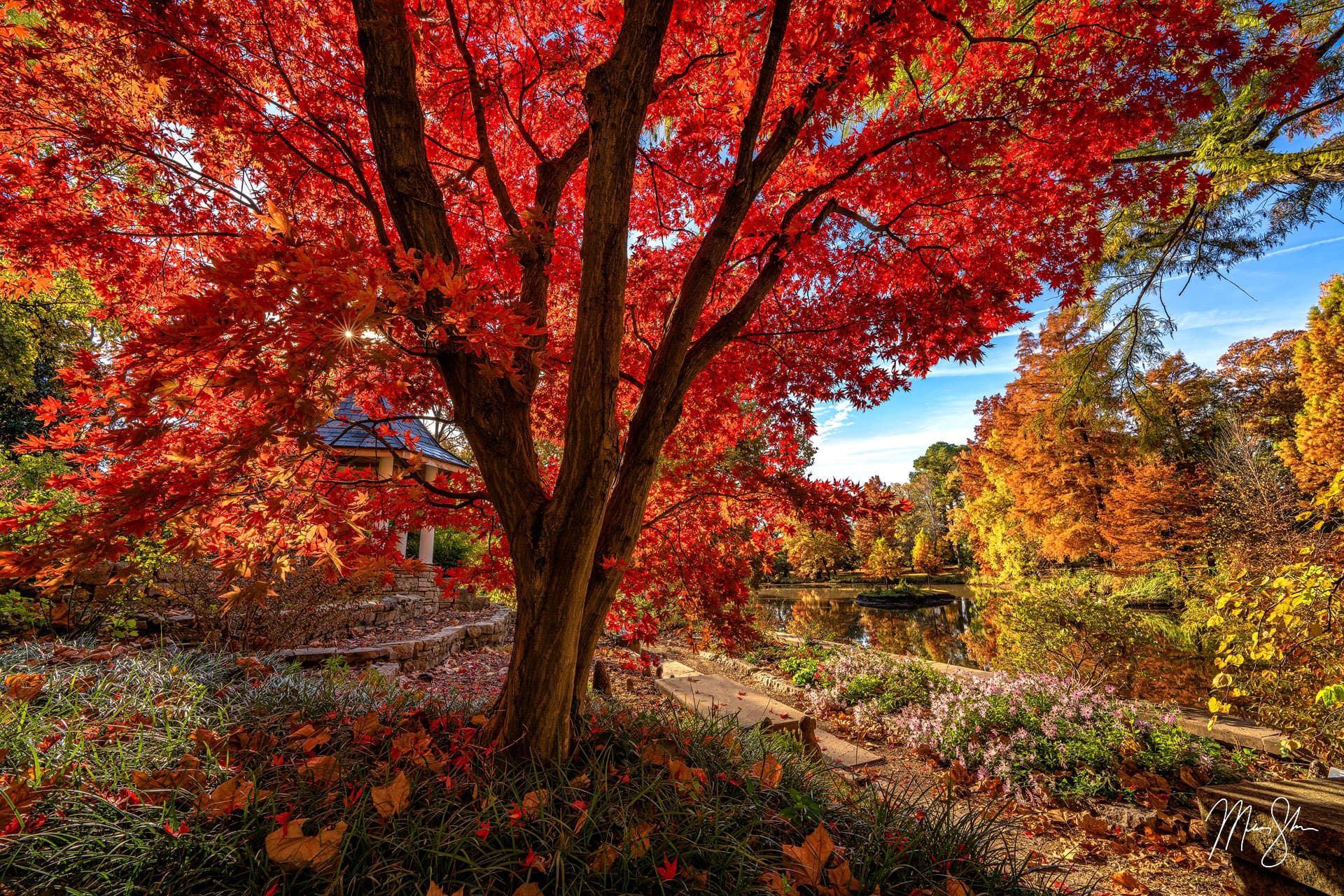 Beautiful Bloodgood tree at Bartlett Arboretum