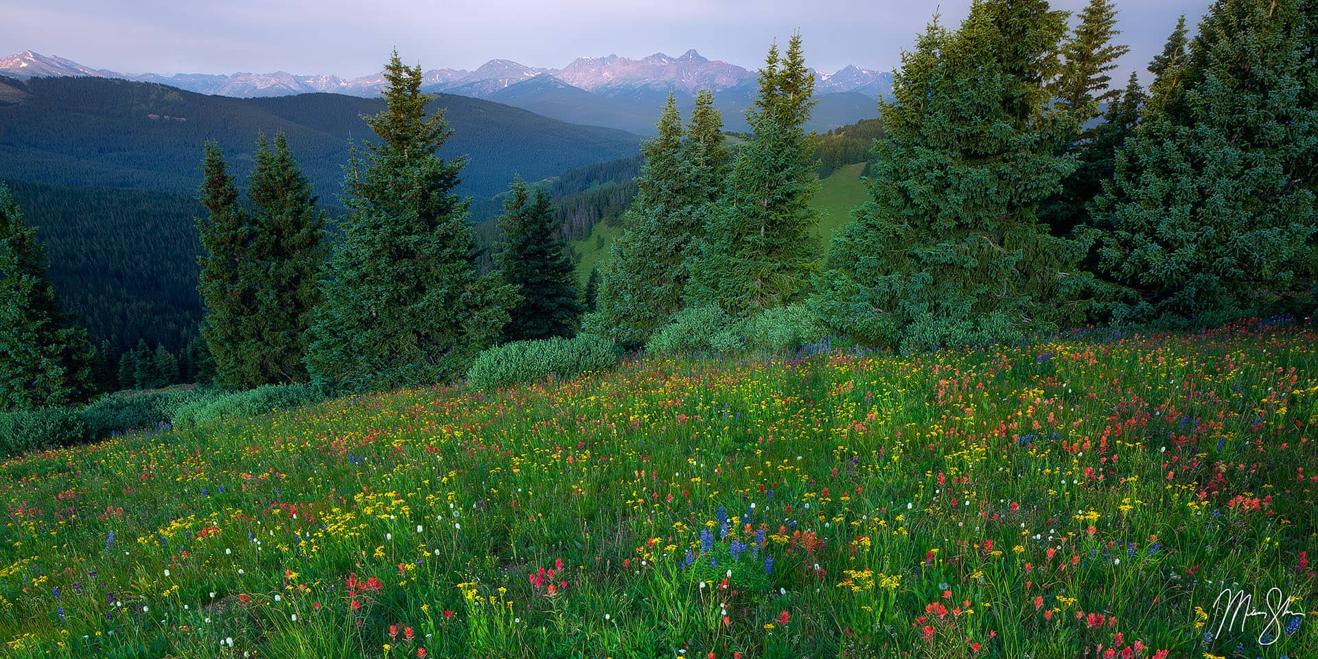 Central Colorado Photography: Shrine Ridge wildflowers