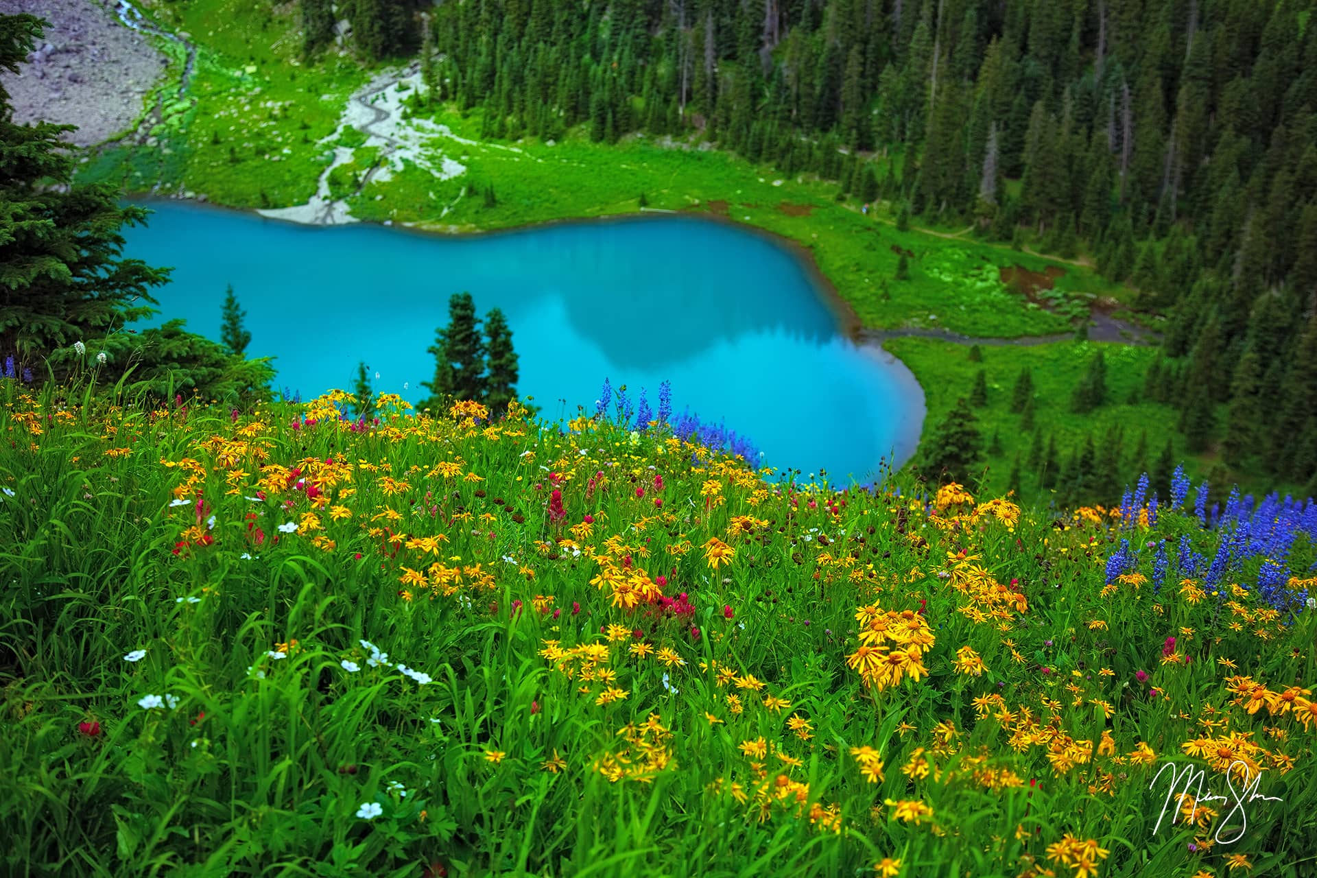 Wildflower Photography from Mickey Shannon Photography