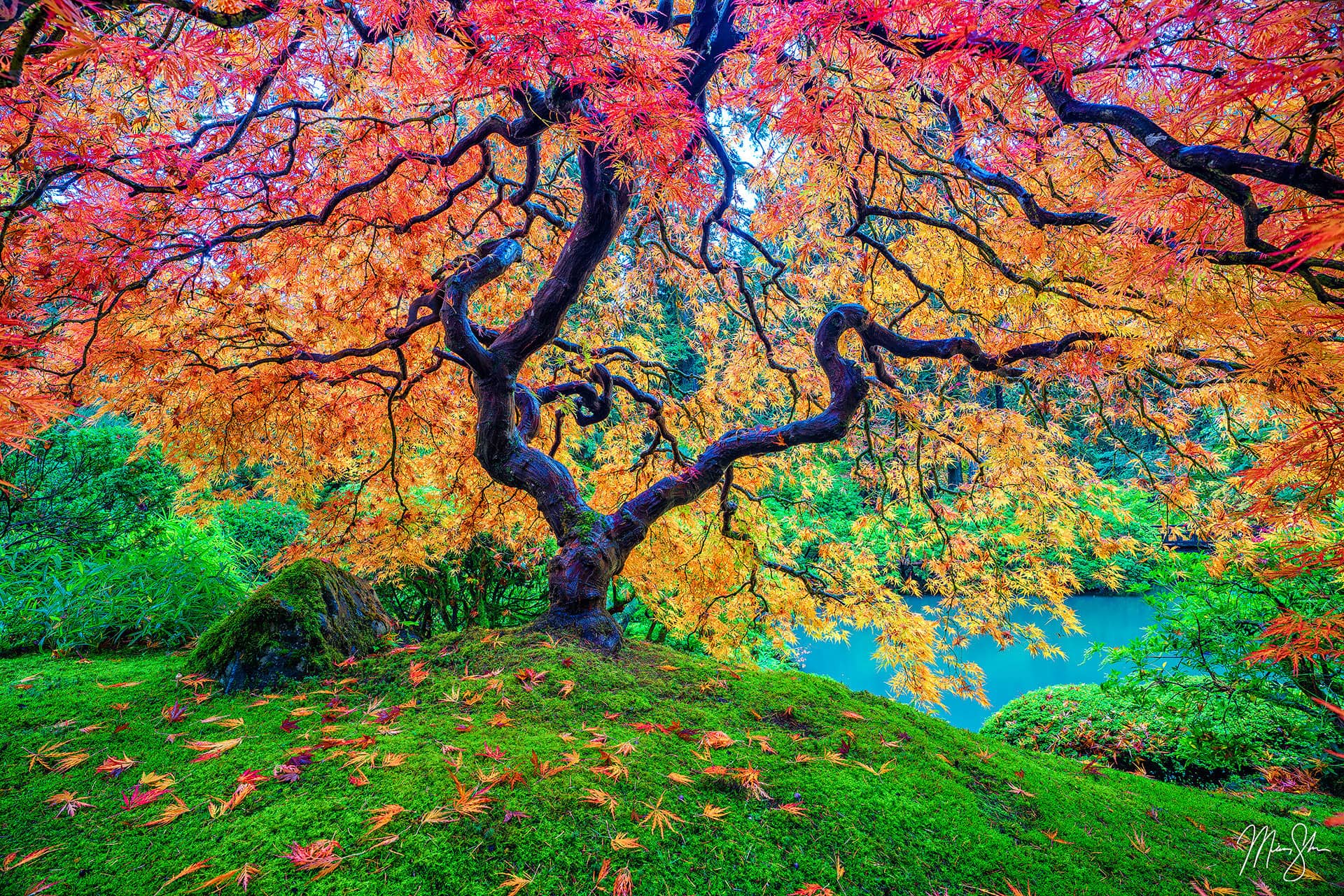 Limited Edition Fine Art Prints: Japanese Maple Tree at Portland Japanese Garden